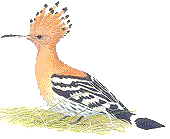 Hoopoe bird in the hills of Lake Vinuela
